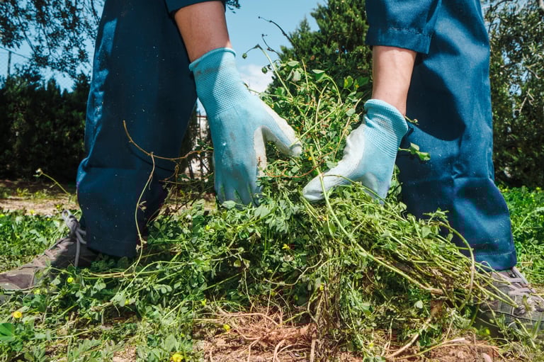 a closeup of a caucasian man wearing work gloves pulling grown weeds from farmland with his hands