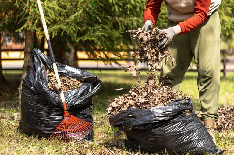 Raking fallen leaves with rakes. Man collecting dry leaves and grass in a plastic bag. Support for work in the garden.